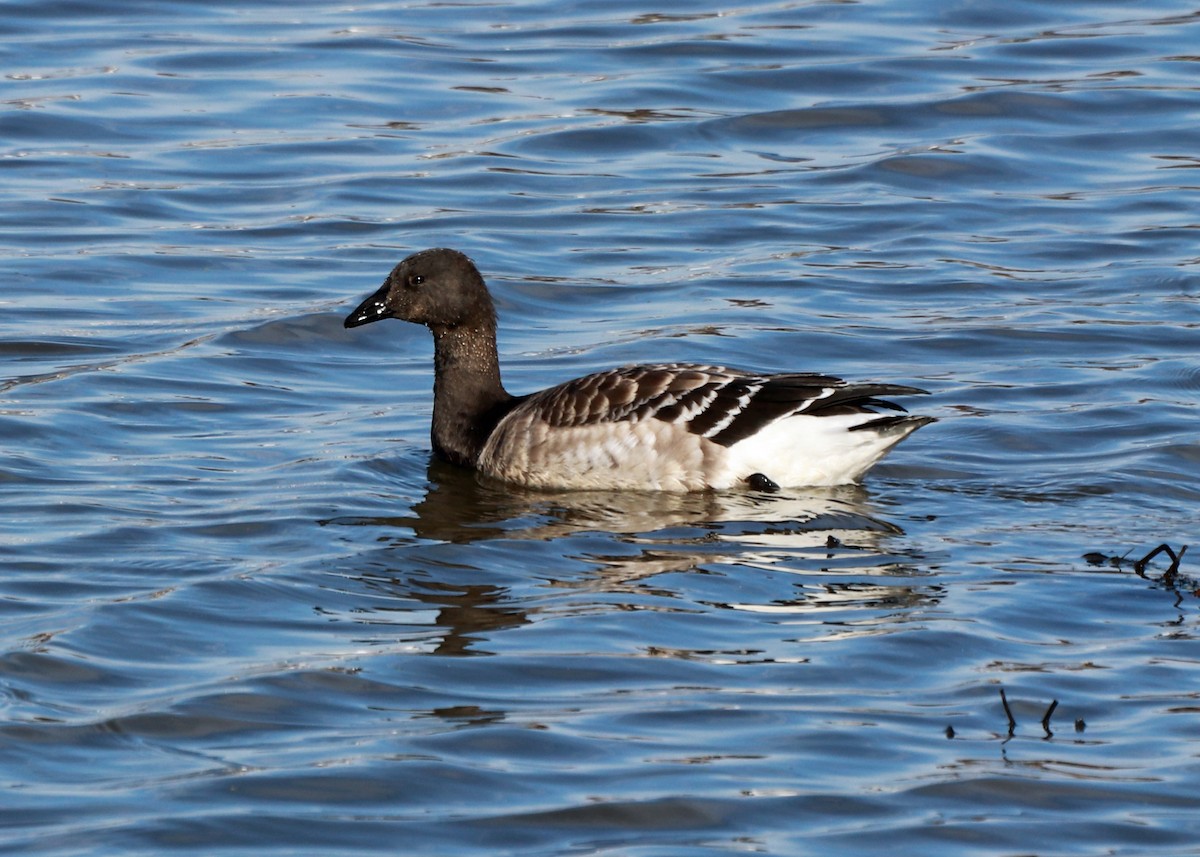 Branta musubeltza - ML611102469