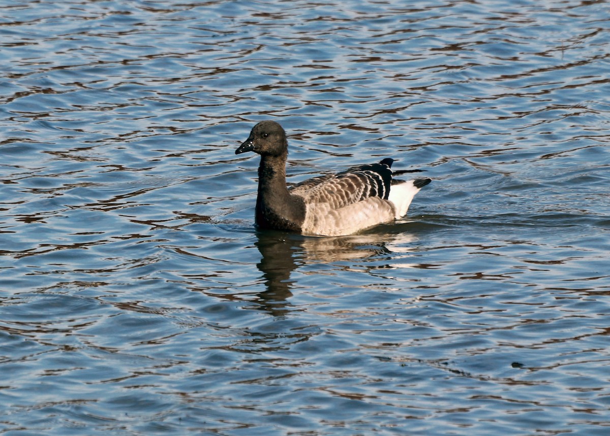Oca colombaccio - ML611102470