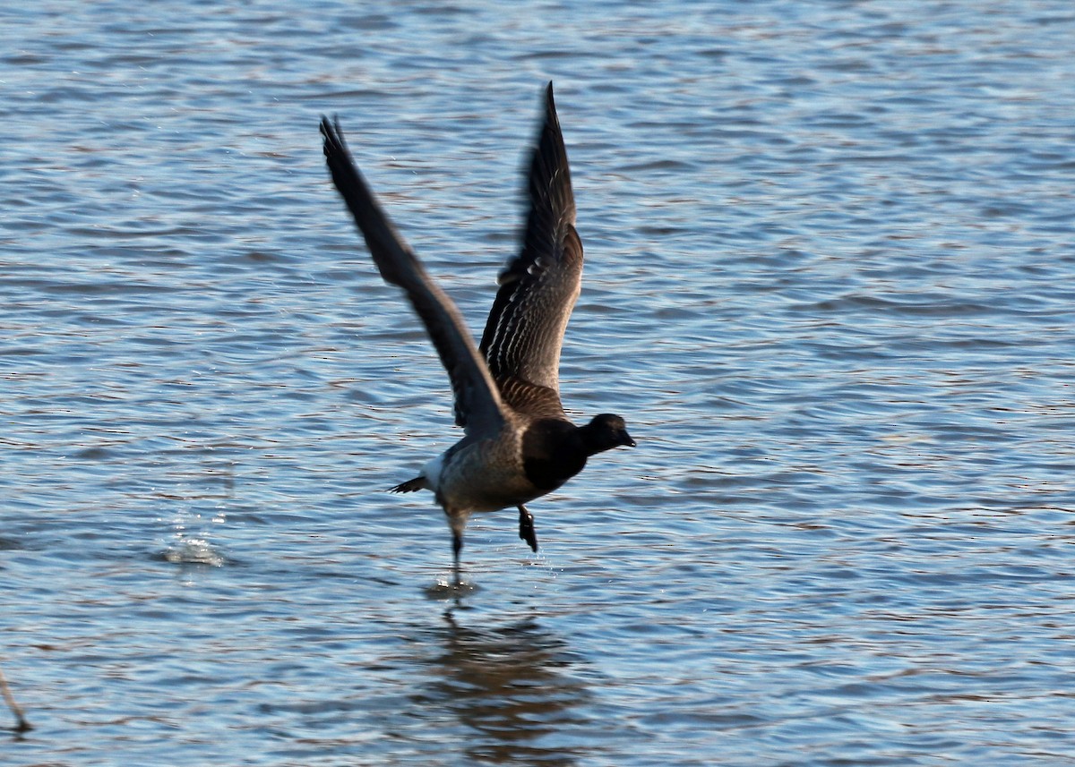 Oca colombaccio - ML611102471