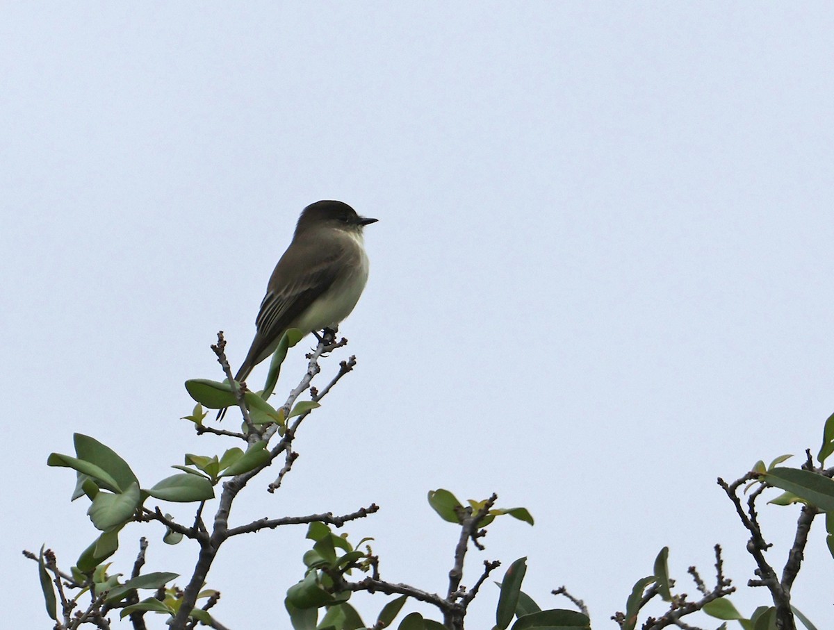 Eastern Phoebe - ML611102486