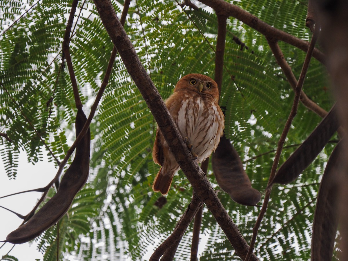 Ferruginous Pygmy-Owl - ML611102495