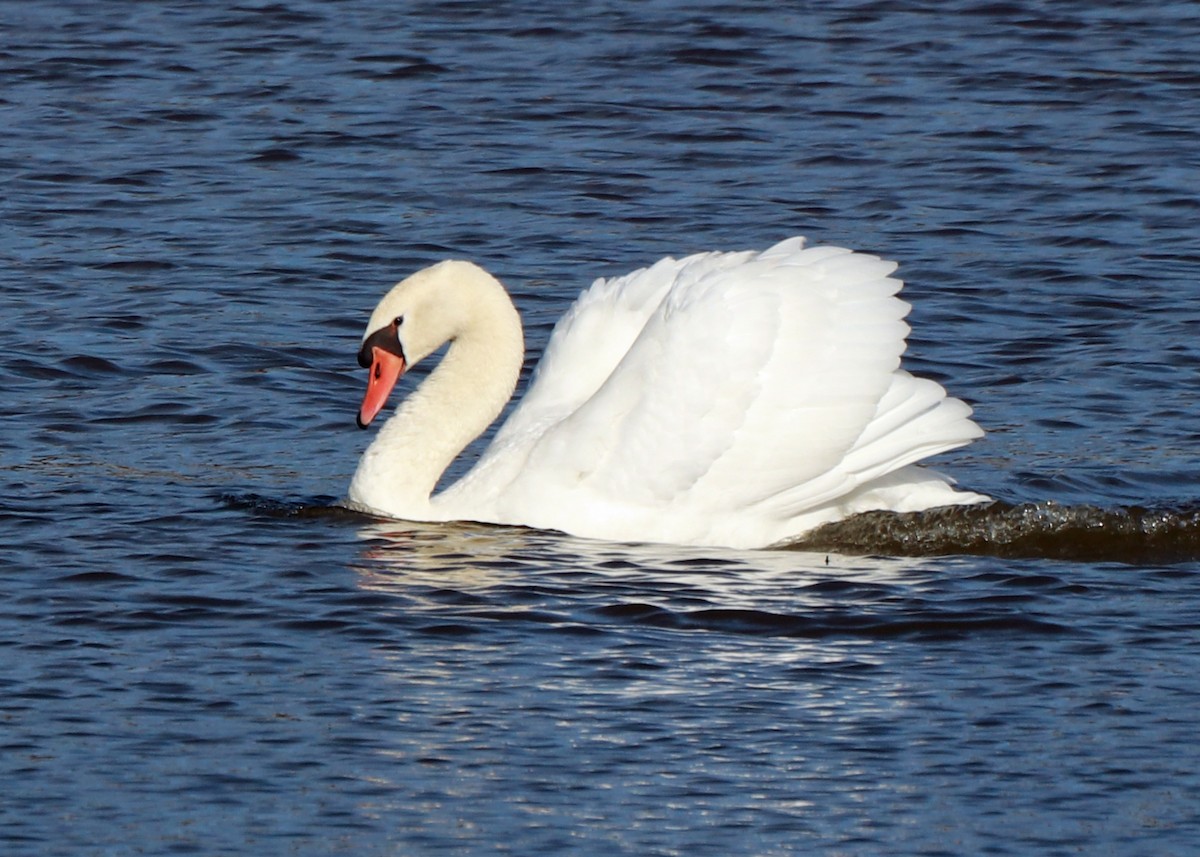 Mute Swan - ML611102536