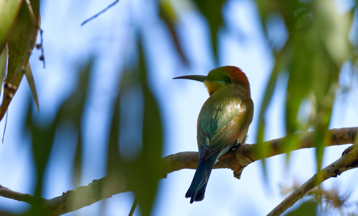 Rainbow Bee-eater - ML611102537