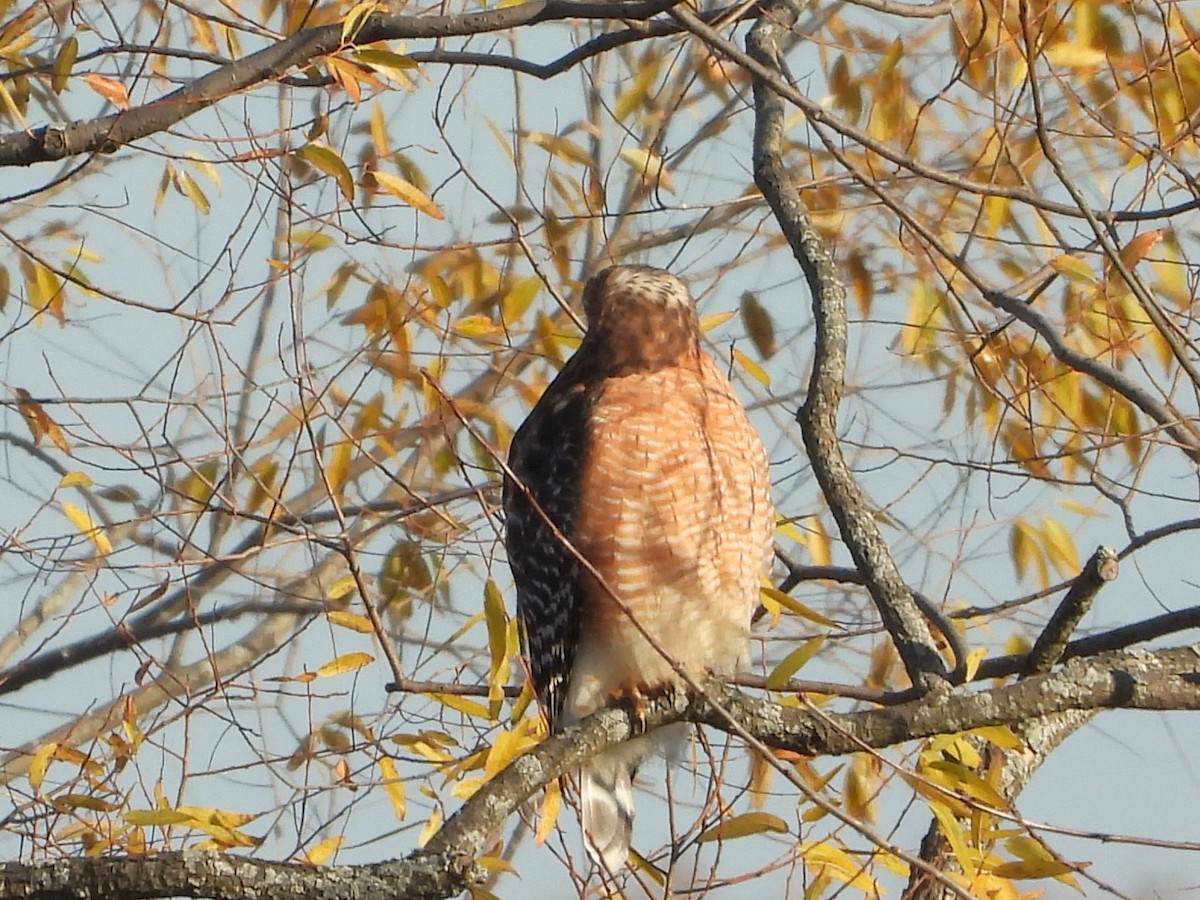 Red-shouldered Hawk - ML611102538