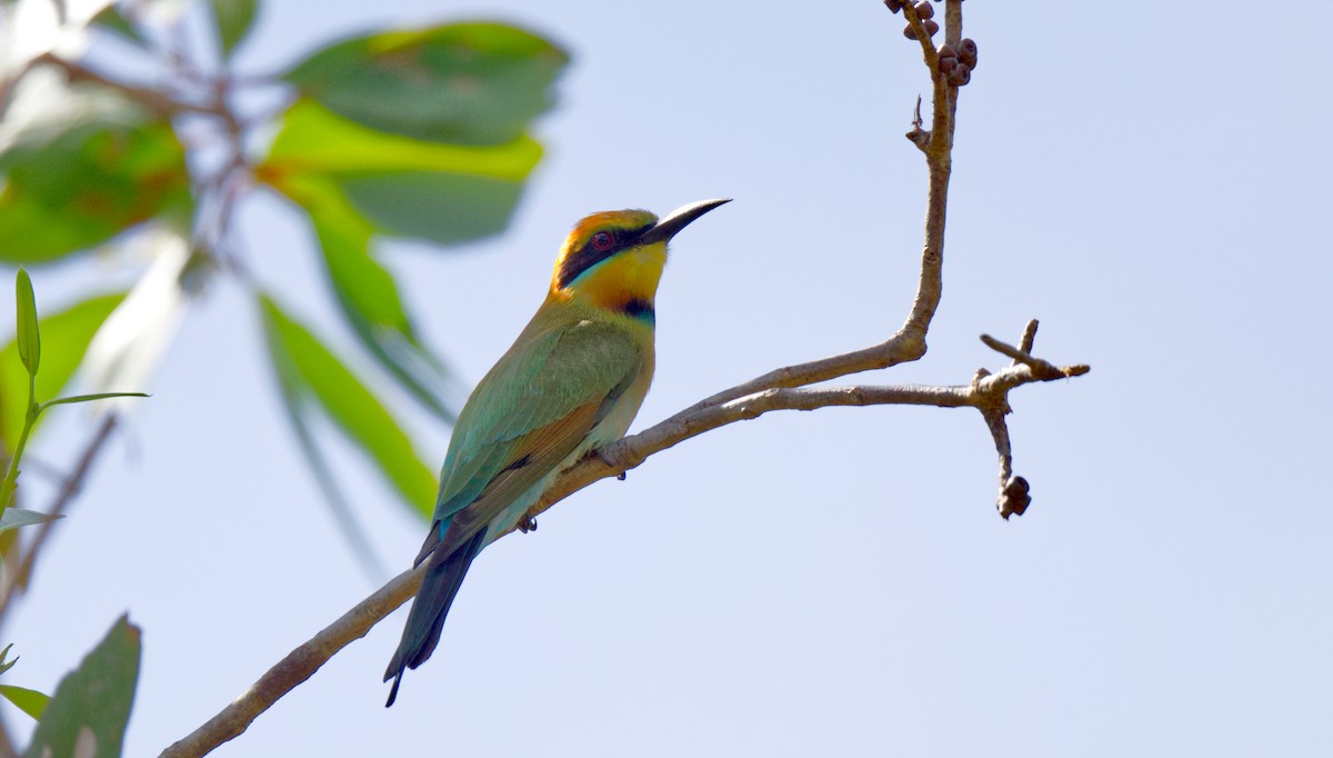 Rainbow Bee-eater - ML611102564