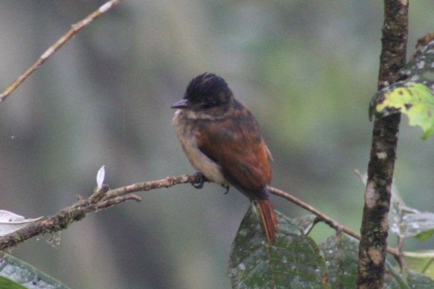 Угольный бекард - ML611102613