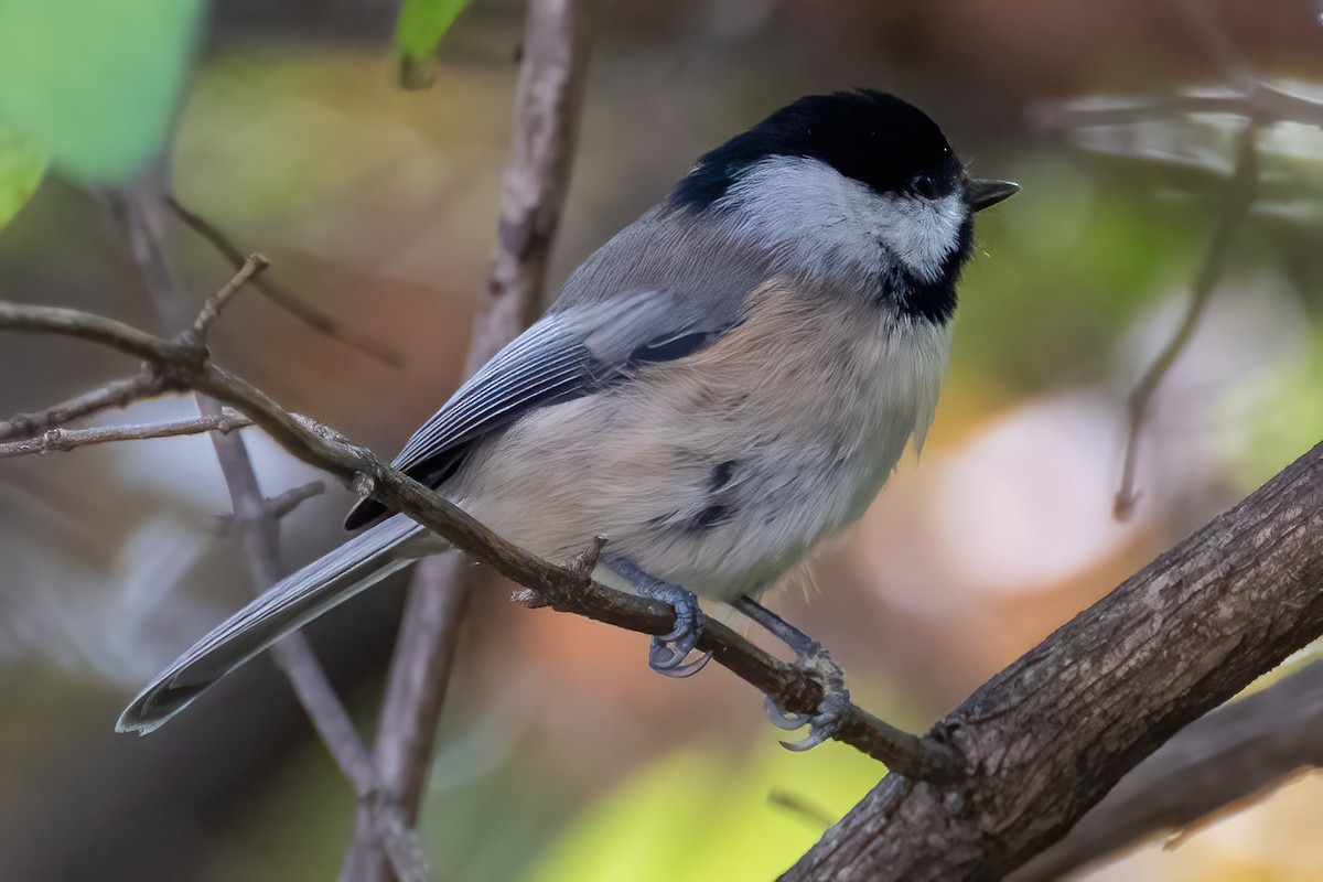 Carolina Chickadee - ML611102629