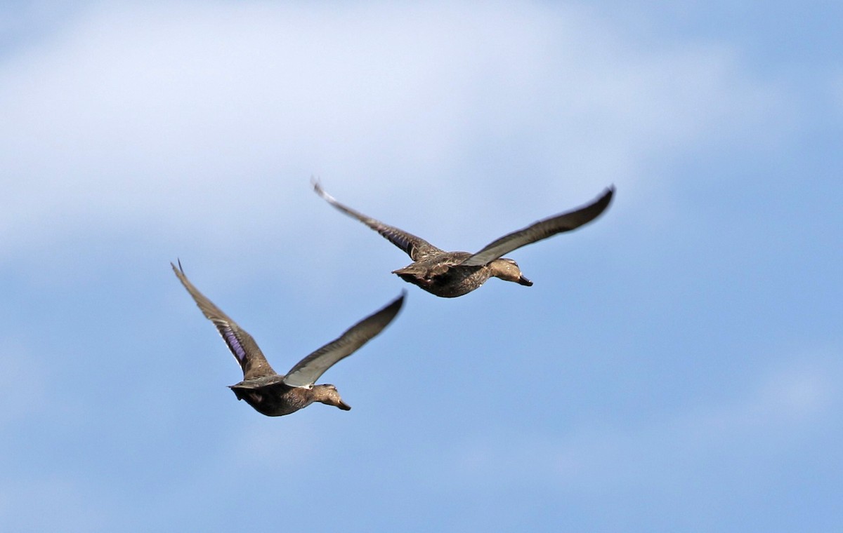 American Black Duck - ML611102873