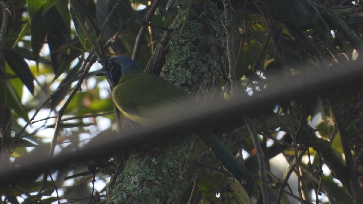 Green Jay - Aura Orozco (Mexihca-Aves Birding) 🦩
