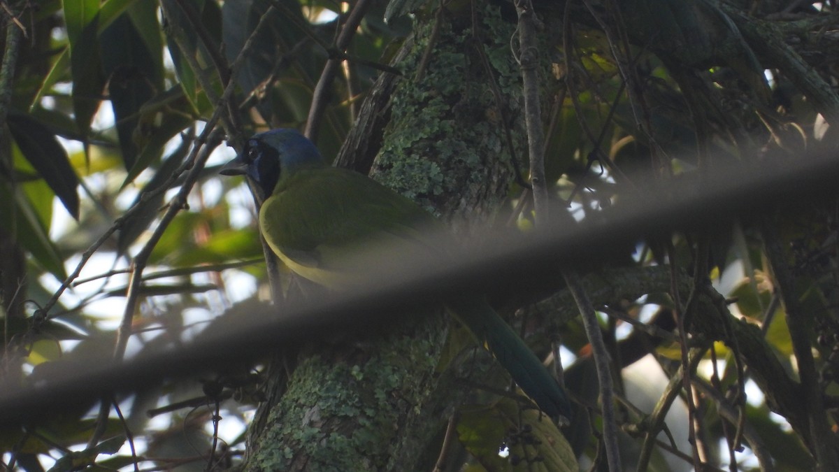 Green Jay - ML611102876