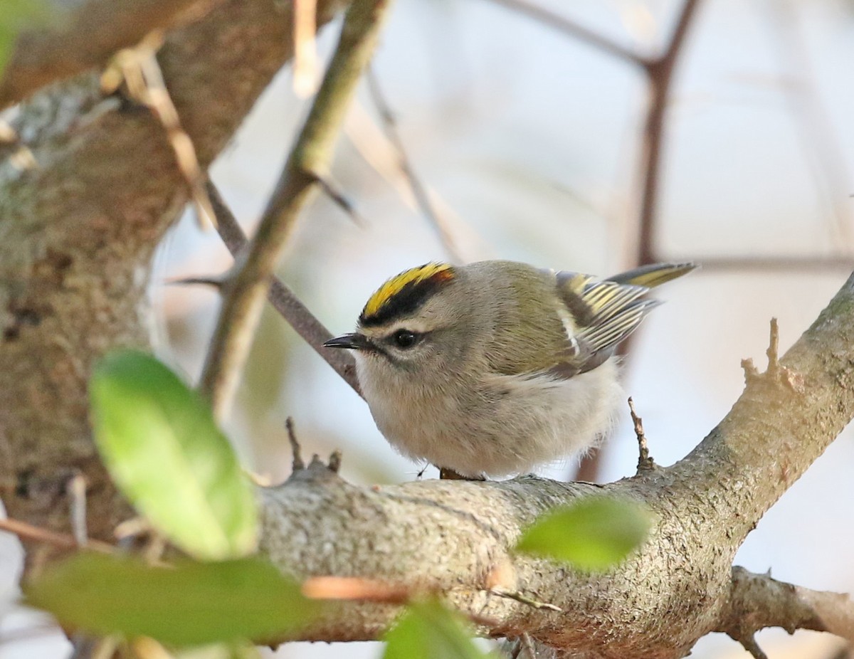 Golden-crowned Kinglet - ML611102883