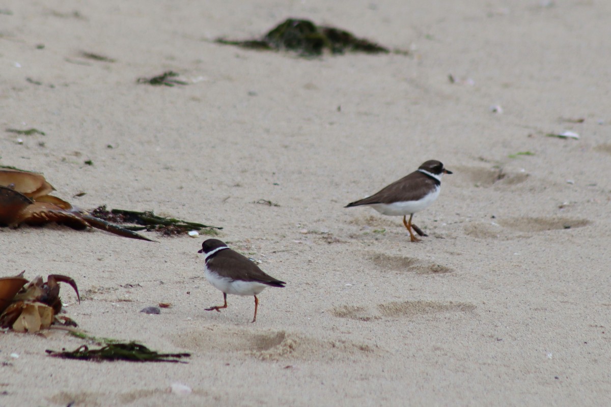 Semipalmated Plover - James Teitgen