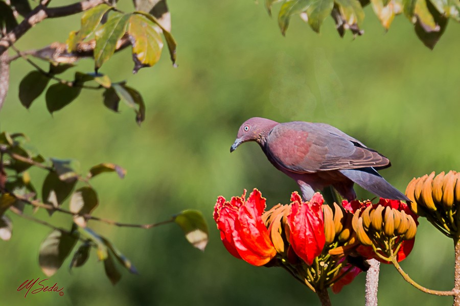 Plain Pigeon - ML61110291