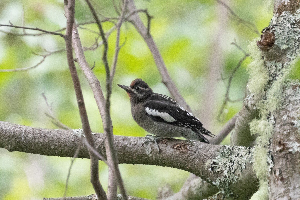 Yellow-bellied x Red-breasted Sapsucker (hybrid) - ML611102994