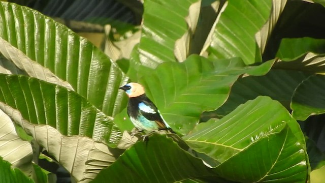 Golden-hooded Tanager - ML611103022