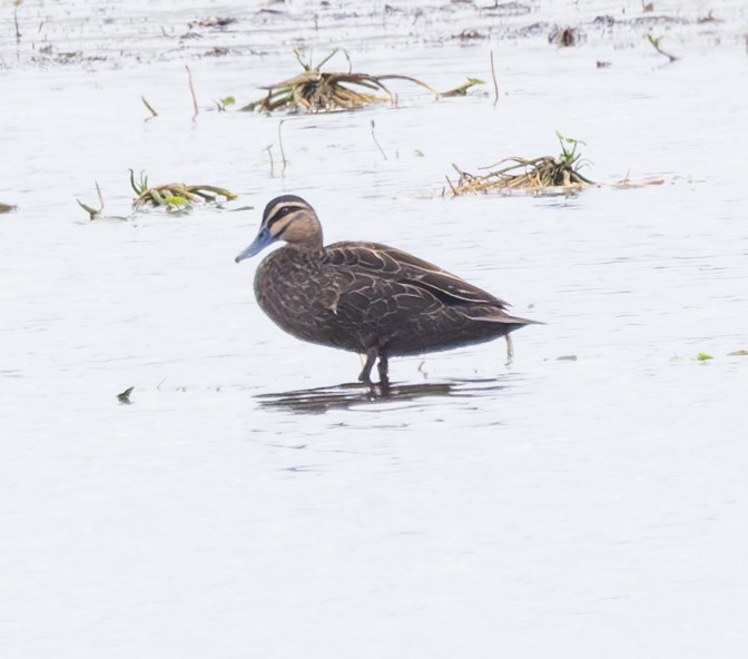 Canard à sourcils - ML611103031