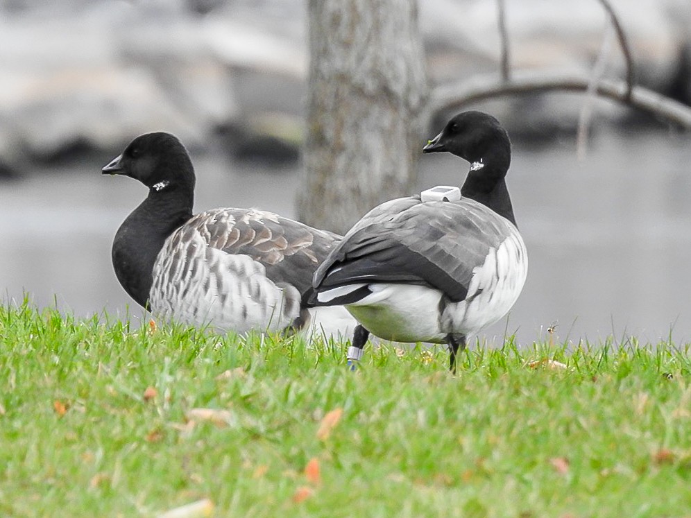 Brant - ML611103047