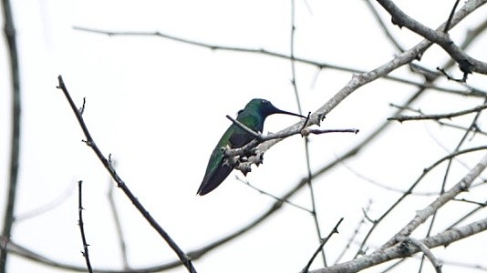 kolibřík tropický - ML611103144