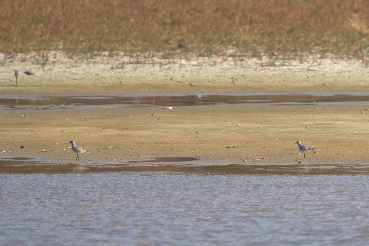 Black-bellied Plover - ML611103156