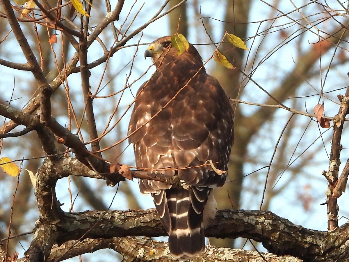 Red-shouldered Hawk - ML611103174