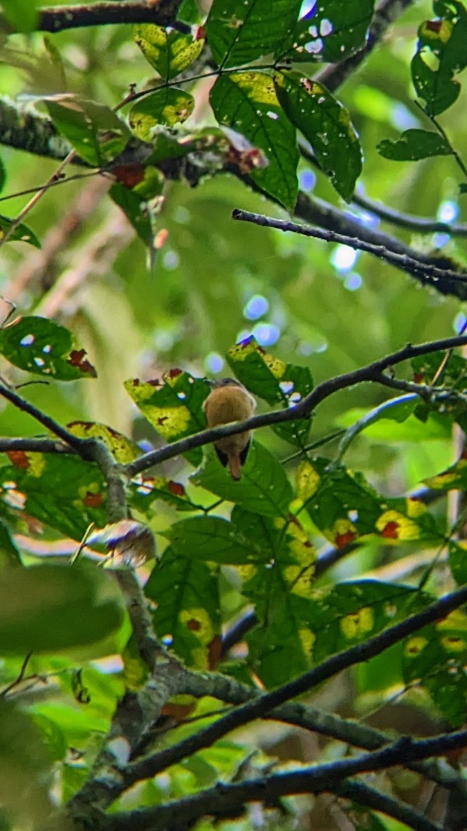 Ruddy-tailed Flycatcher - Daniel Fonseca