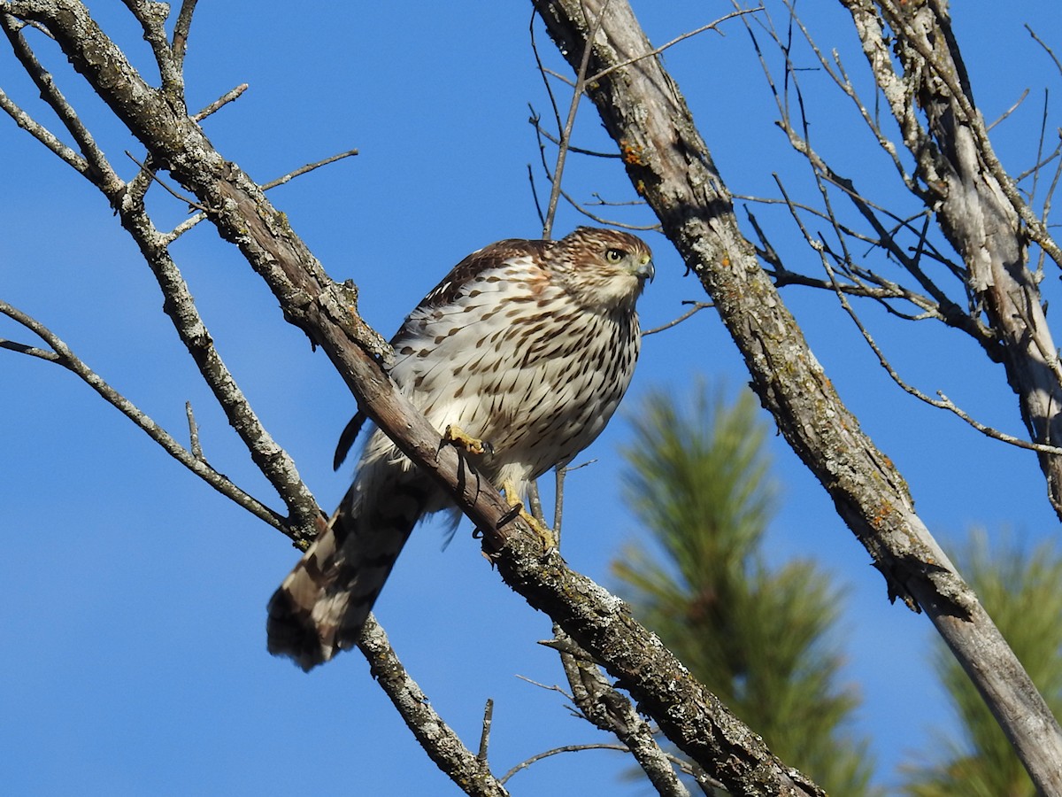 Cooper's Hawk - ML611103339