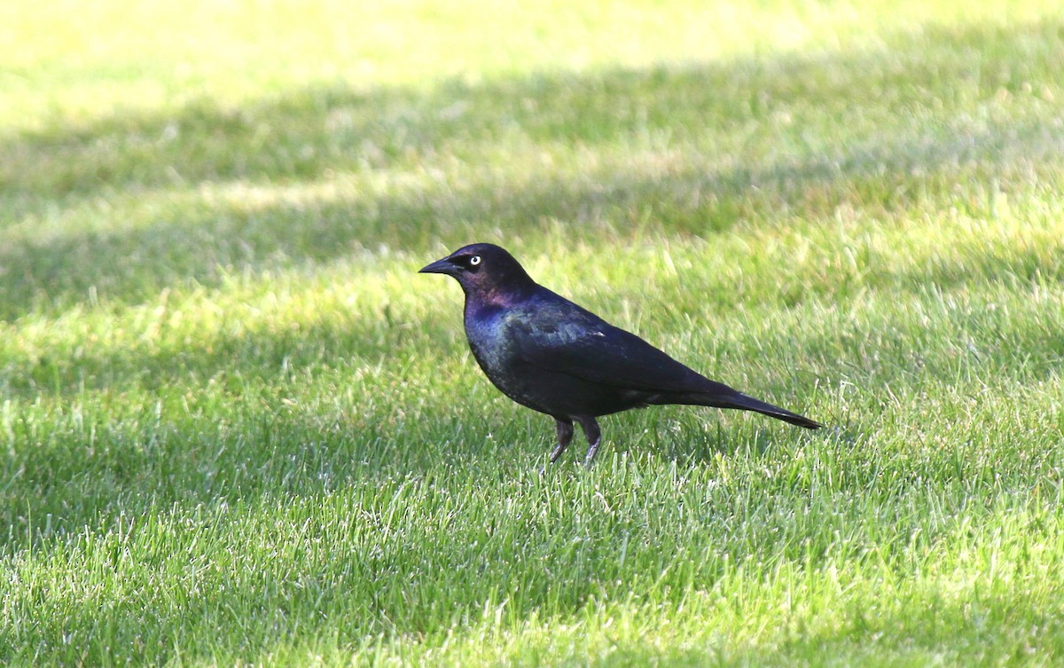 Brewer's Blackbird - ML611103388