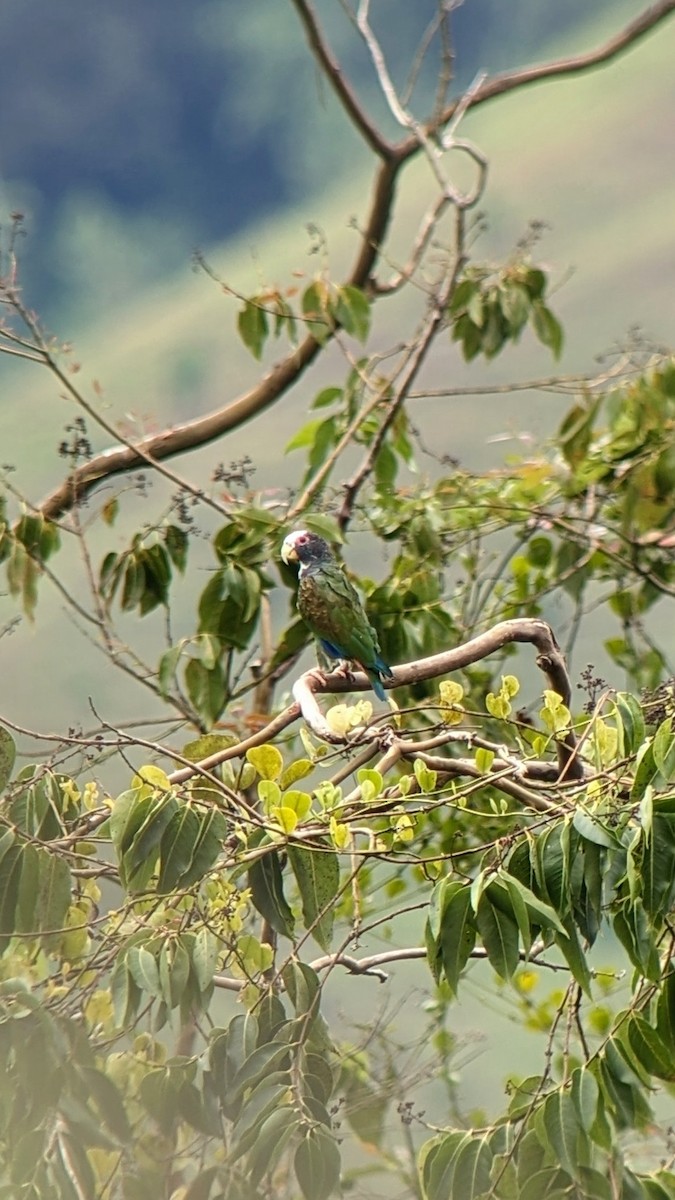 White-crowned Parrot - ML611103416