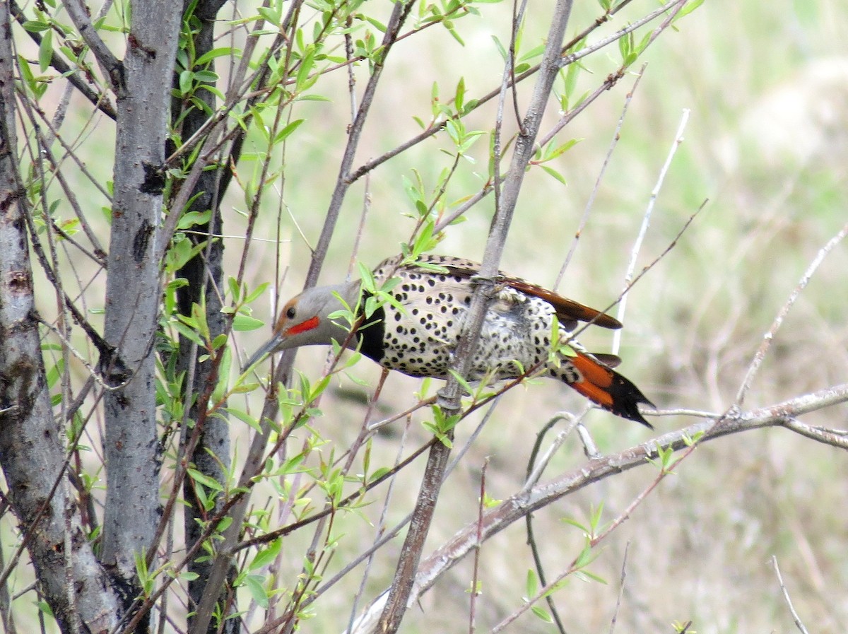 Northern Flicker - ML611103442