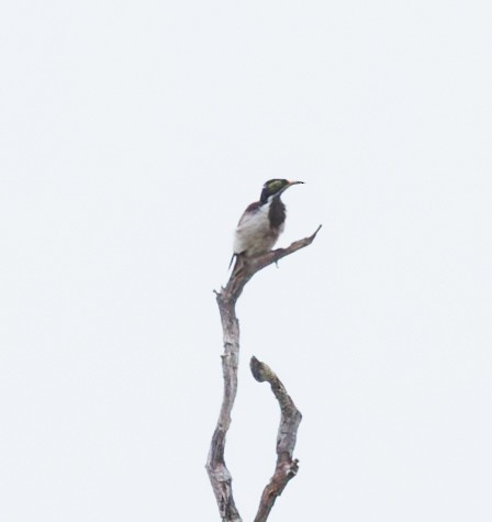 Blue-faced Honeyeater (White-quilled) - David Barton