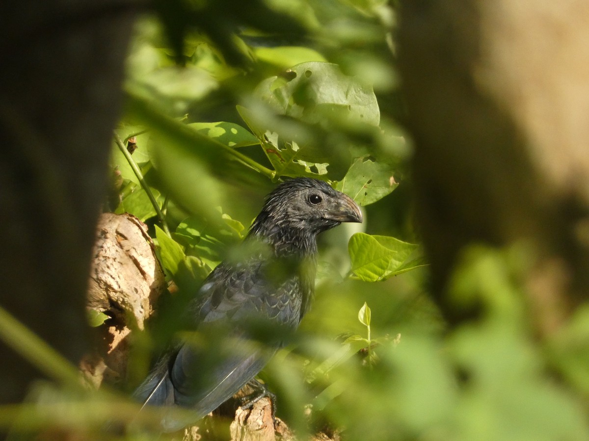 Groove-billed Ani - ML611103495