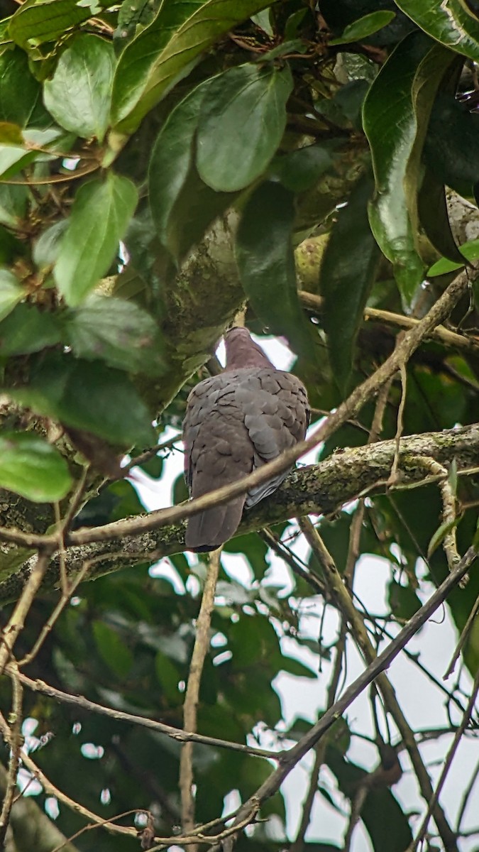 Short-billed Pigeon - ML611103499