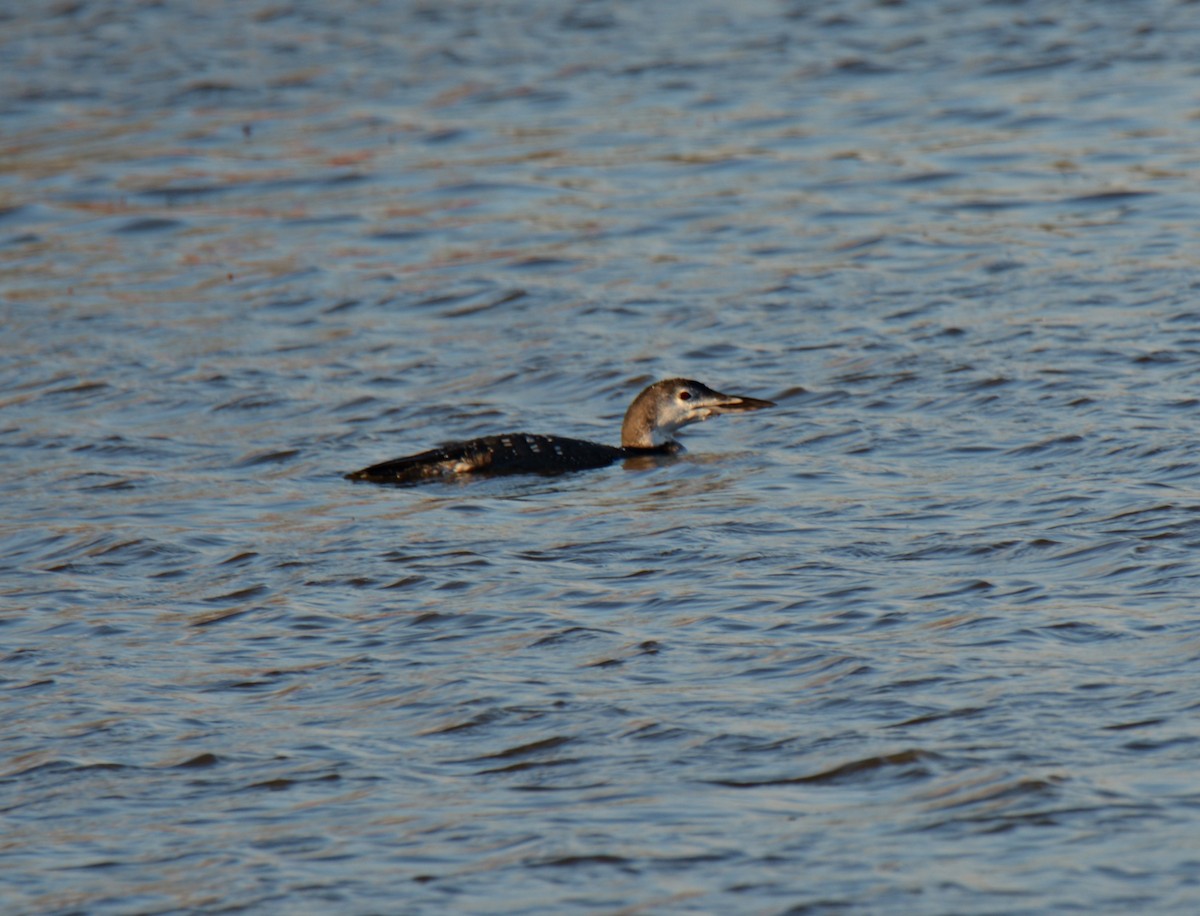 Common Loon - ML611103534