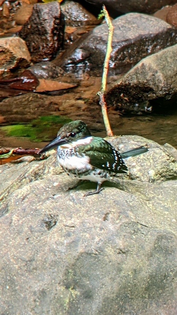 Green Kingfisher - ML611103543