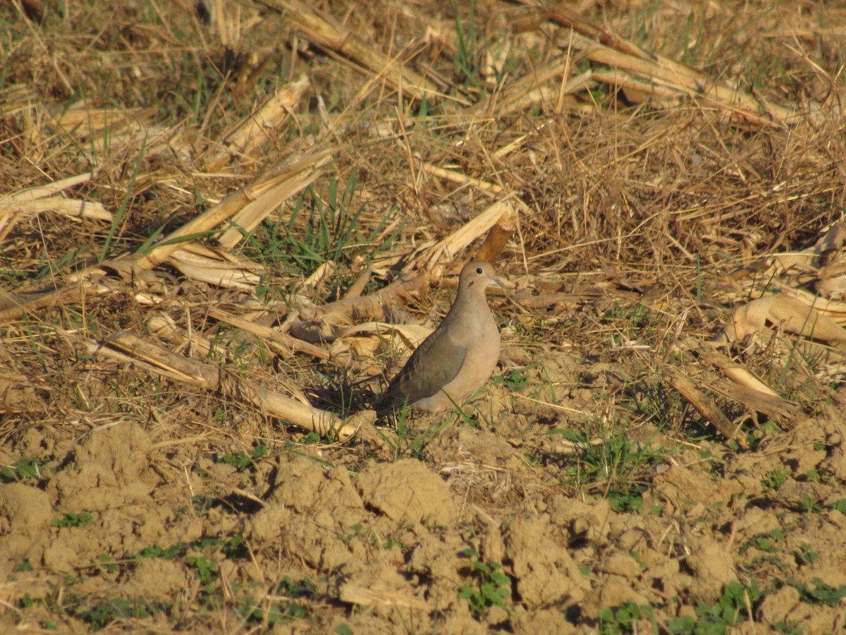 Mourning Dove - ML611103575