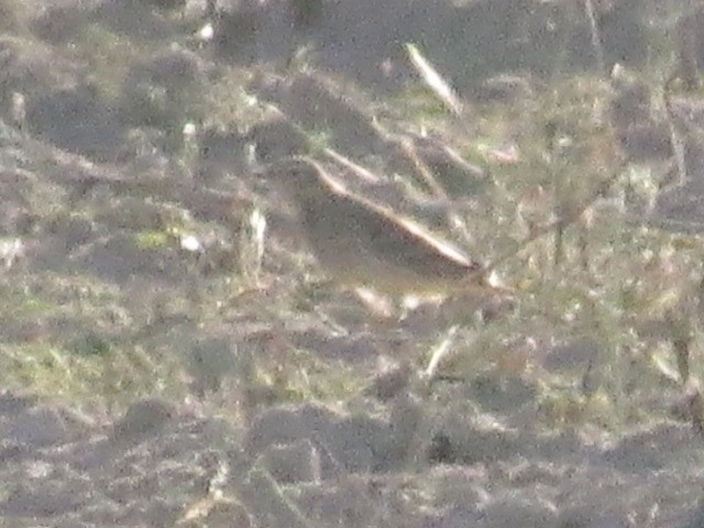 American Pipit - ML611103580