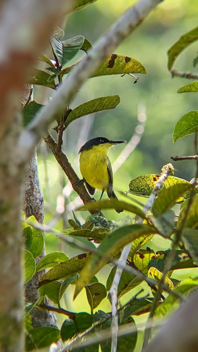 Graugelb-Todityrann - ML611103582