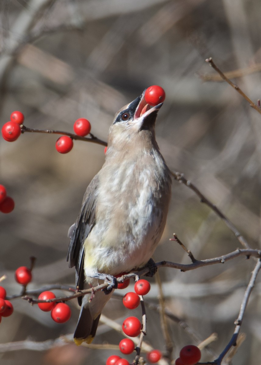 Cedar Waxwing - Kanayo Rolle