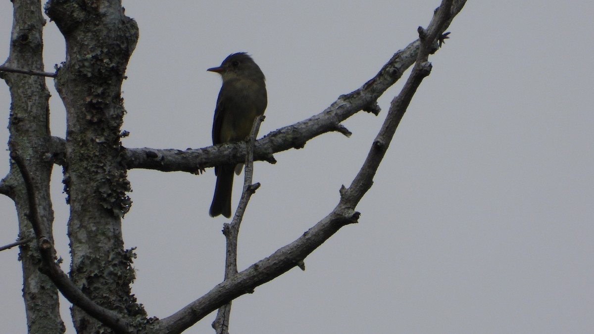 Greater Pewee - ML611103714