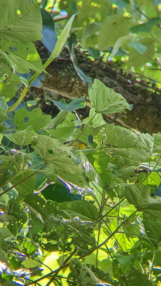 Blackburnian Warbler - Daniel Fonseca