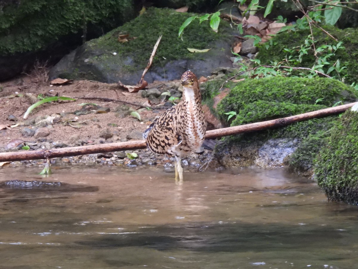 Fasciated Tiger-Heron - ML611103777