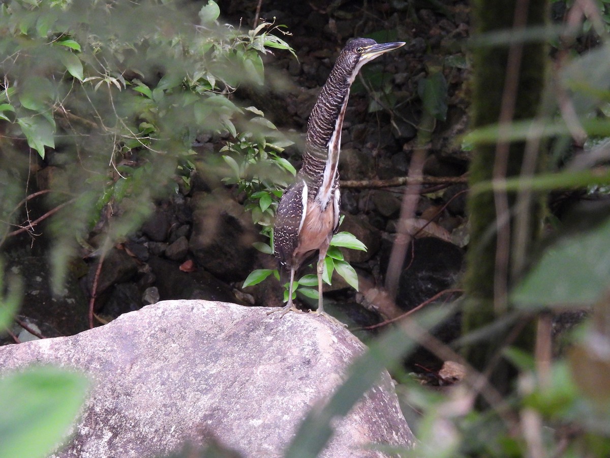 Fasciated Tiger-Heron - ML611103785