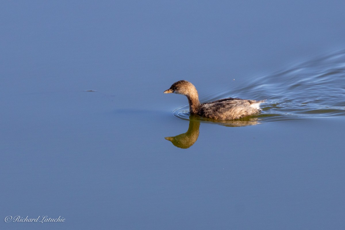 Pied-billed Grebe - ML611103816