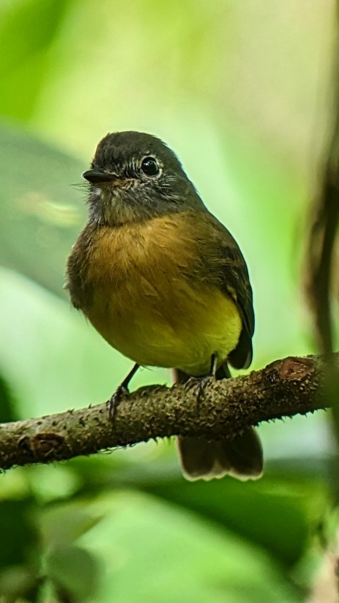 Tawny-chested Flycatcher - ML611103834