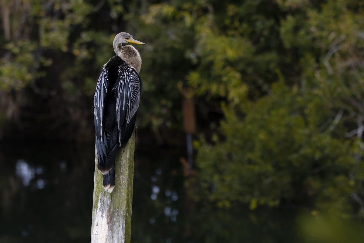 Anhinga d'Amérique - ML611103835