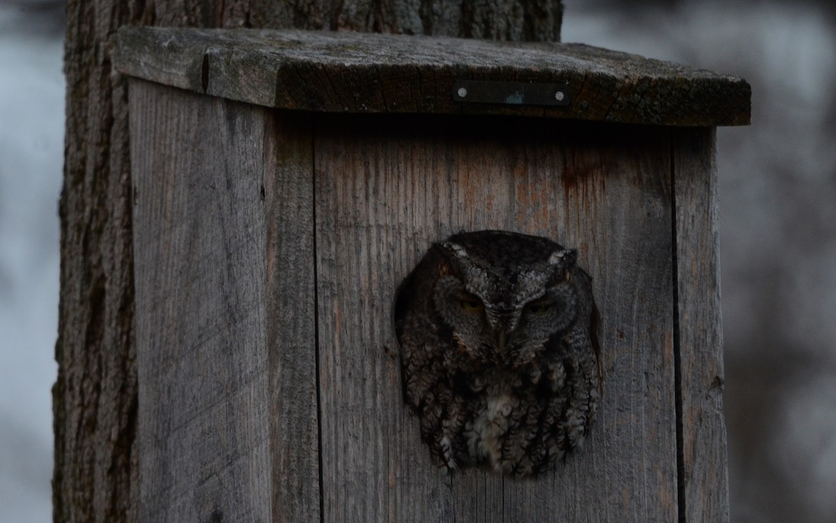 Eastern Screech-Owl (Northern) - ML611103855