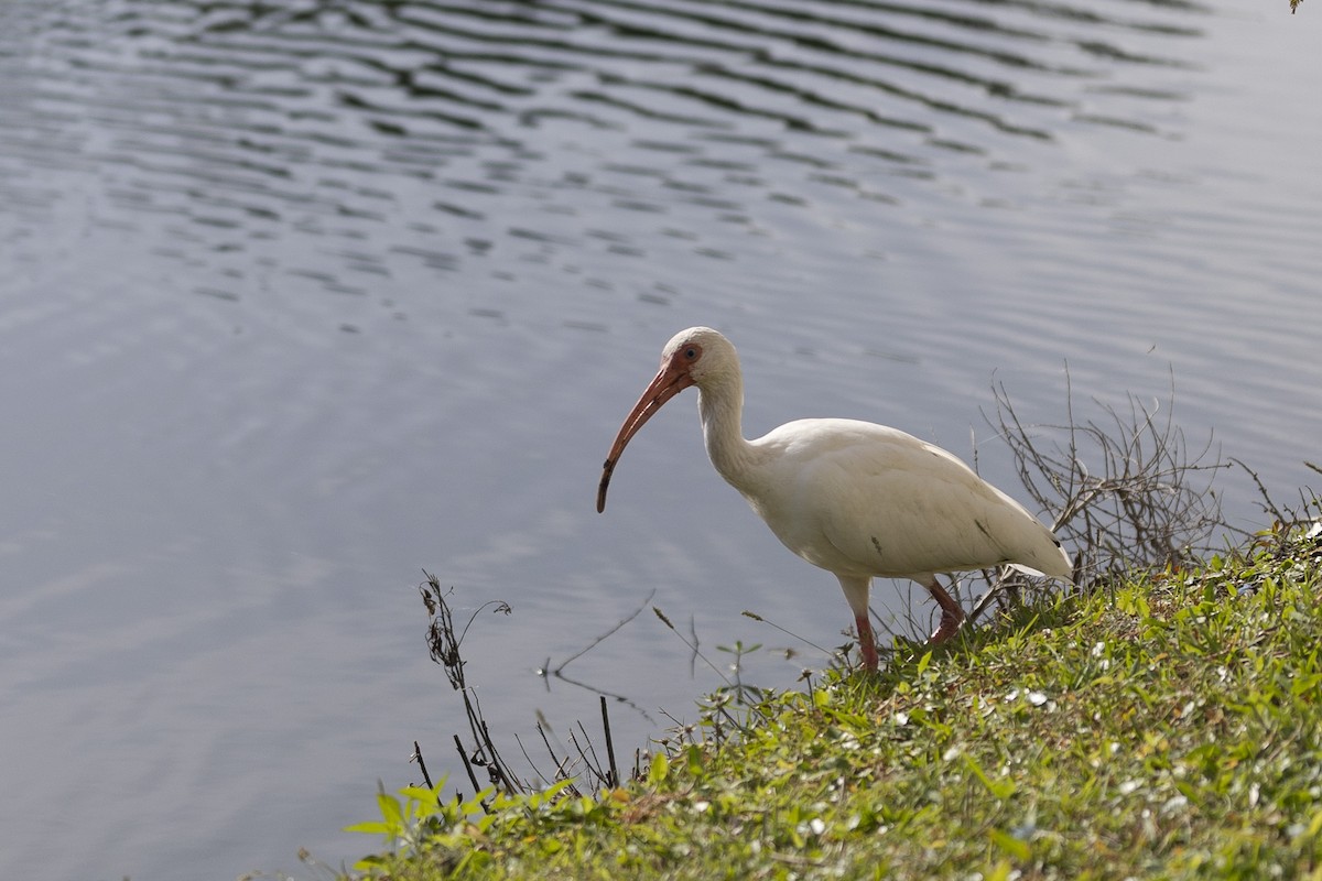 ibis bílý - ML611103974