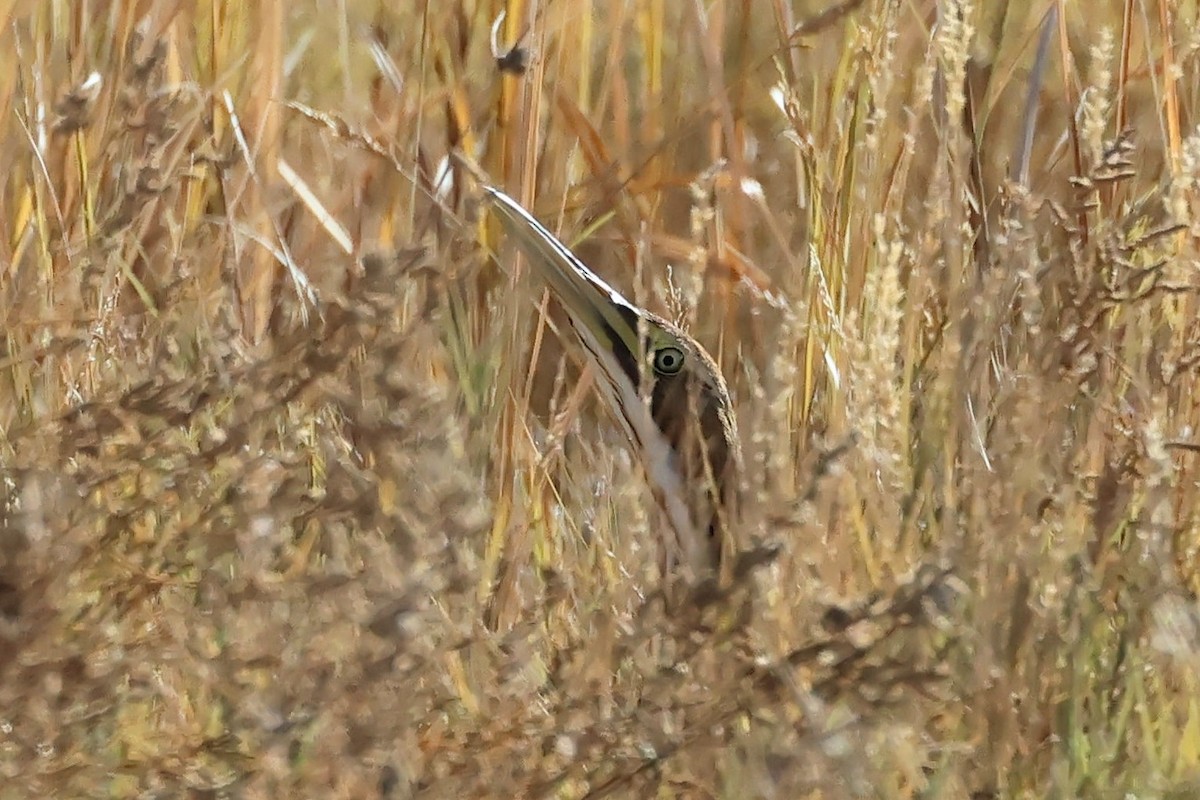 American Bittern - ML611104110