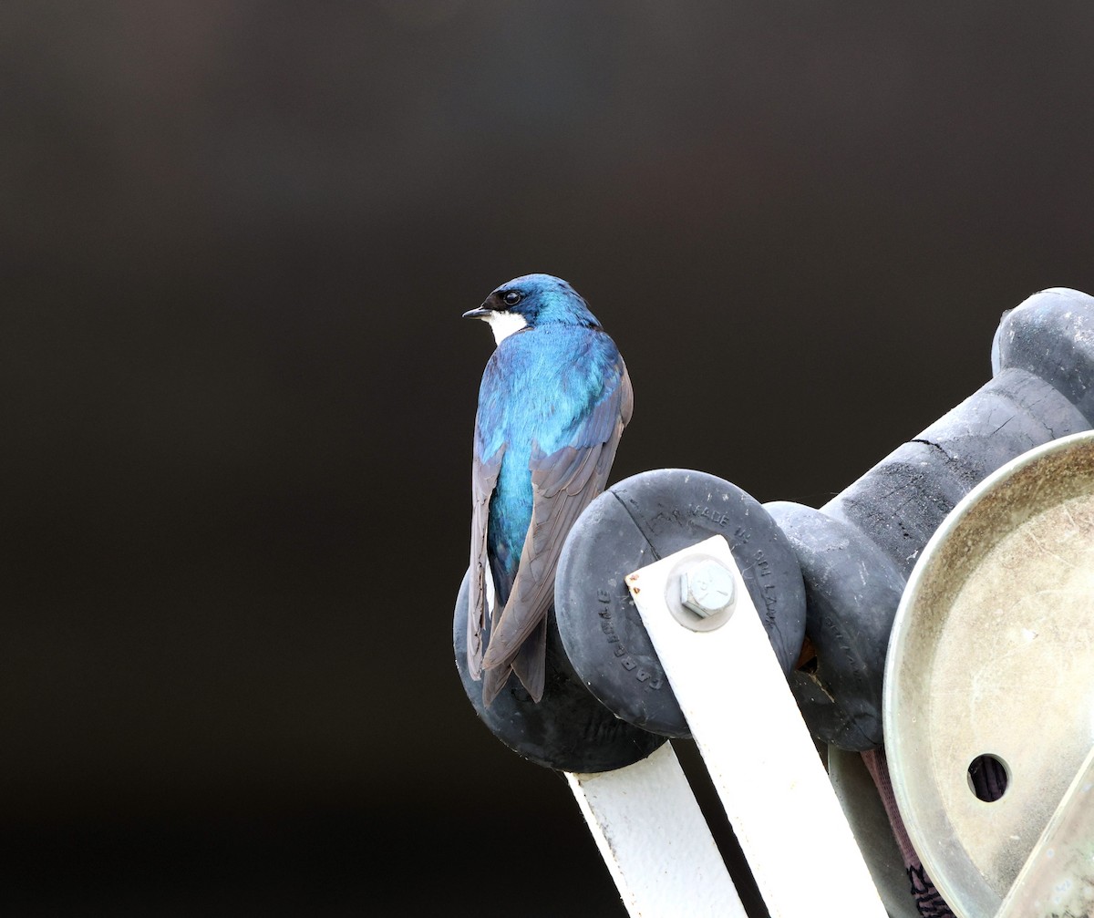 Golondrina Bicolor - ML611104310