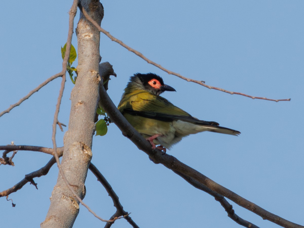 Australasian Figbird - ML611104320